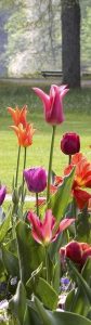 Tulpen in einem mit Sonne beschienenem Park. 